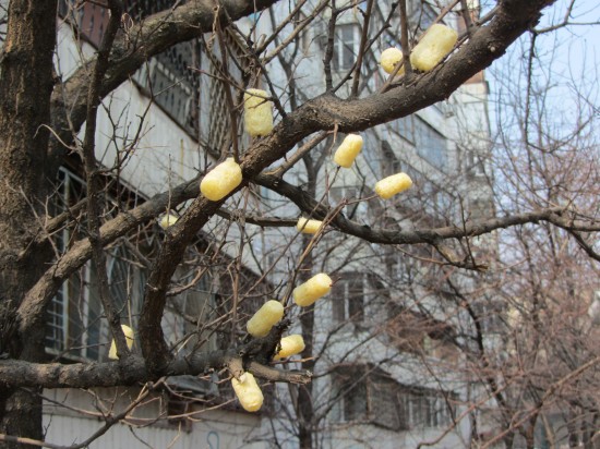 Почки-палочки кукурузные. Не дождавшись....