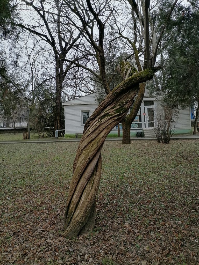 Дерево. Ростовский зоопарк. Фото: Галина Пилипенко